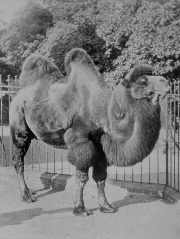 BACTRIAN CAMEL.
