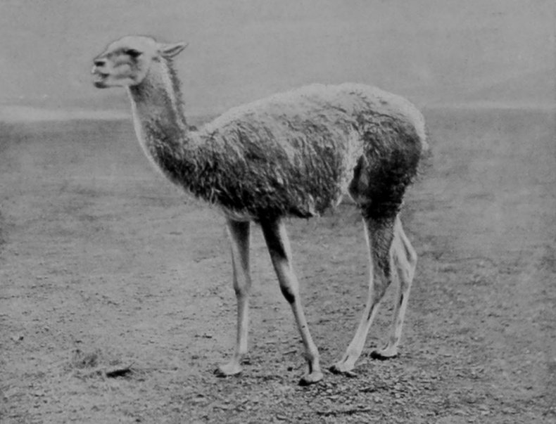 GUANACO.