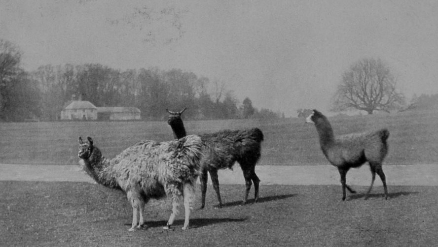 LLAMAS.