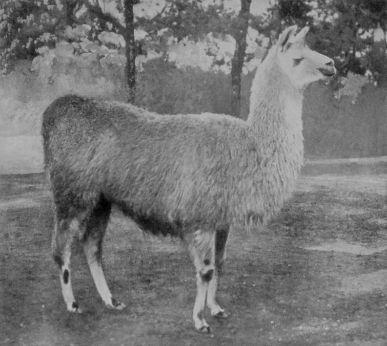 ALPACA.