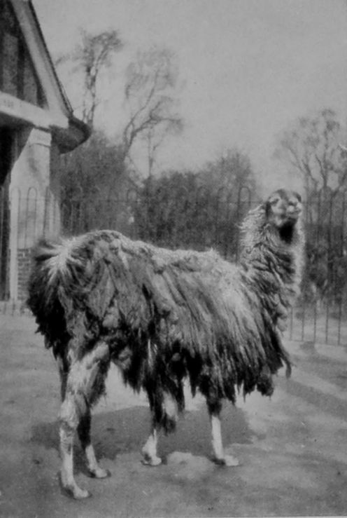 LLAMA.