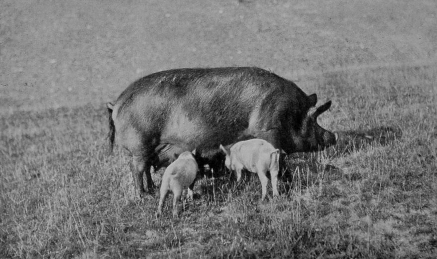 A DOMESTICATED SOW AND HER PROGENY.