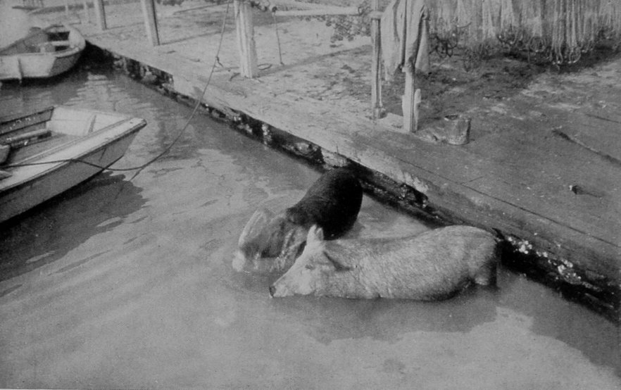 DIVING-PIGS.