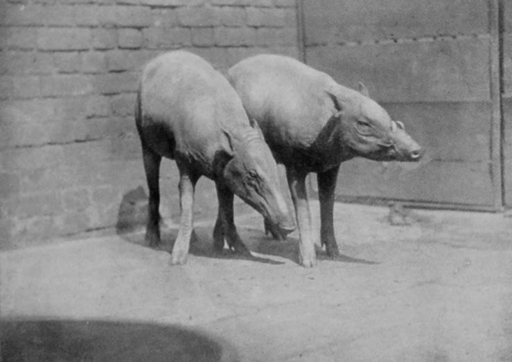 MALE AND FEMALE BABIRUSA.