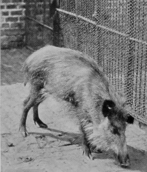 JAVAN WILD PIG.