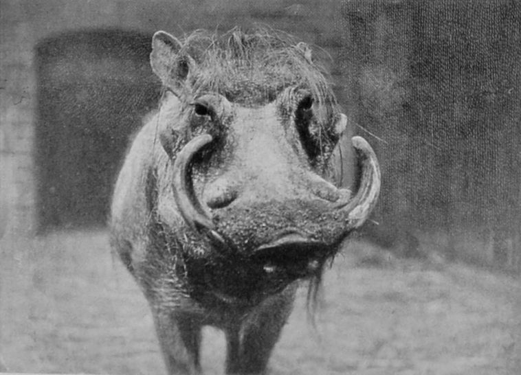 ÆLIAN'S WART-HOG.