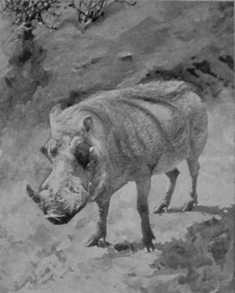 WART-HOG.