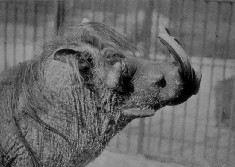 HEAD OF MALE WART-HOG.
