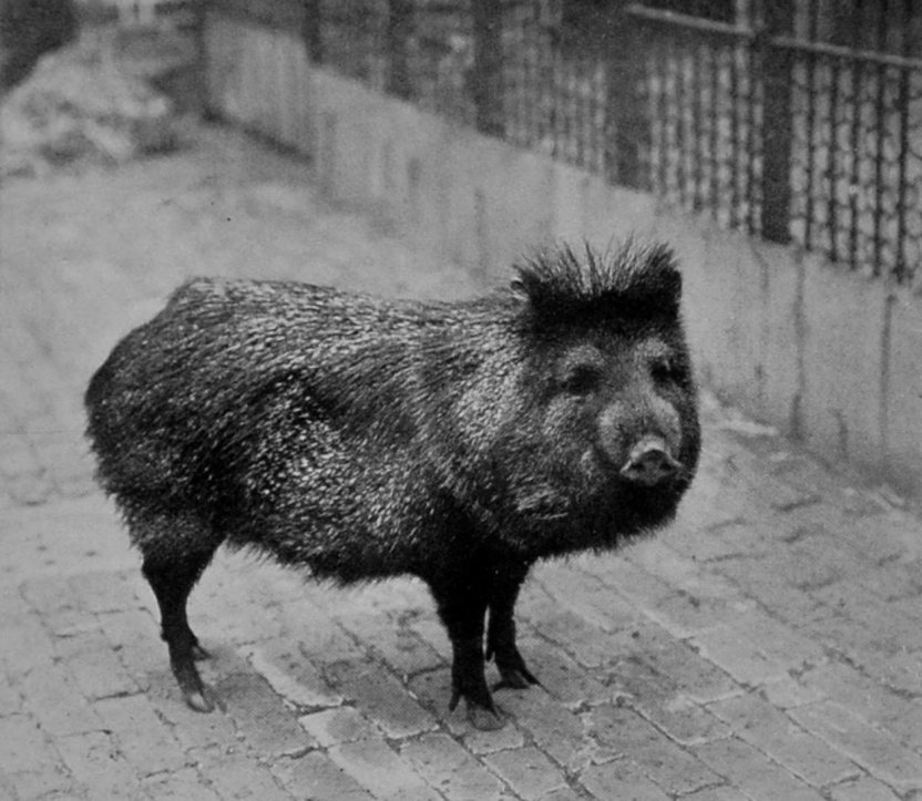 COLLARED PECCARY.