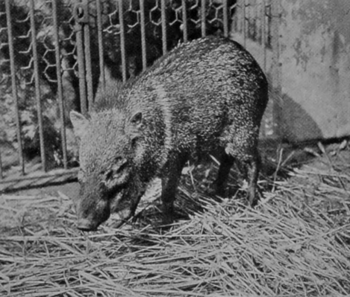 A YOUNG COLLARED PECCARY.