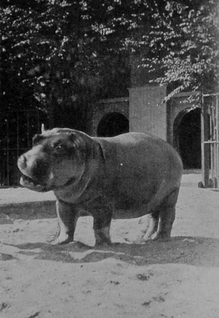 A THREE-YEAR-OLD HIPPOPOTAMUS.