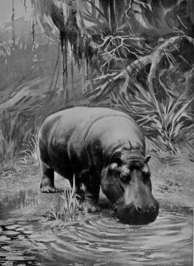 HIPPOPOTAMUS DRINKING.