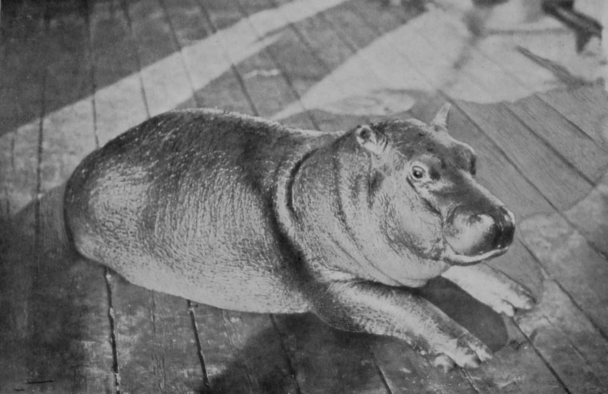 BABY HIPPOPOTAMUS, AGED SIX MONTHS.