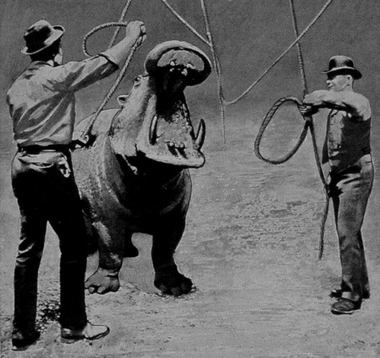 DENTAL OPERATIONS ON A     HIPPOPOTAMUS—NO. I.