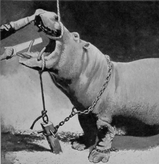 DENTAL OPERATIONS ON A     HIPPOPOTAMUS—NO. III.
