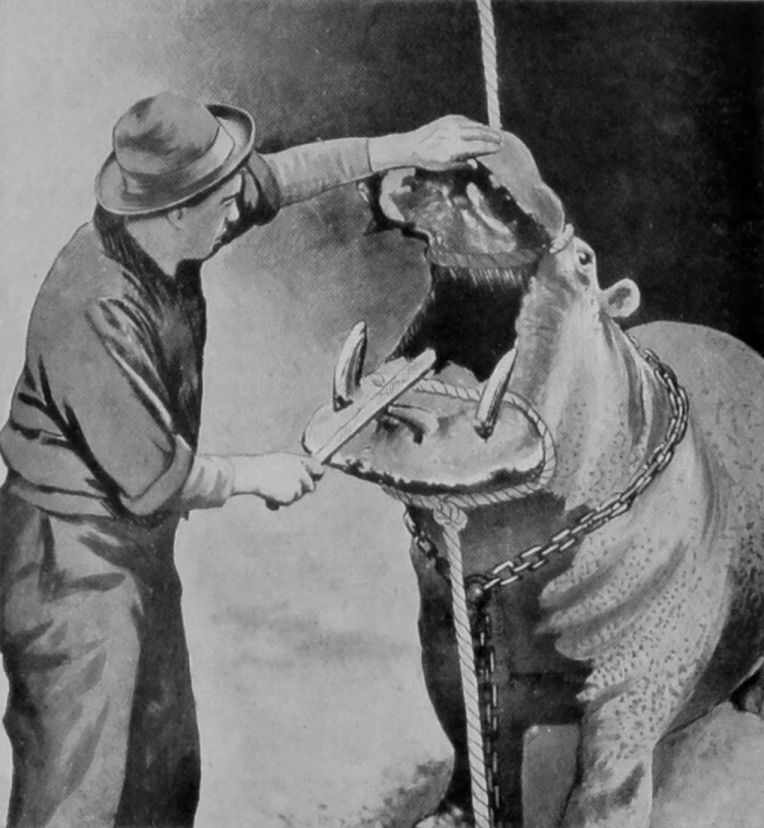 DENTAL OPERATIONS ON A     HIPPOPOTAMUS—NO. II.