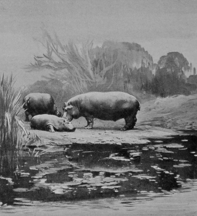 A HIPPOPOTAMUS FAMILY—FATHER,     MOTHER, AND YOUNG.