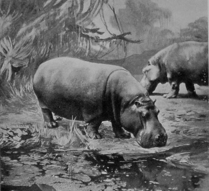 FEMALE HIPPOPOTAMUSES.
