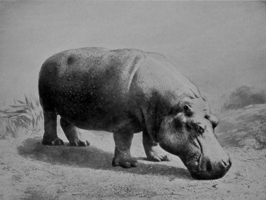 HIPPOPOTAMUS.