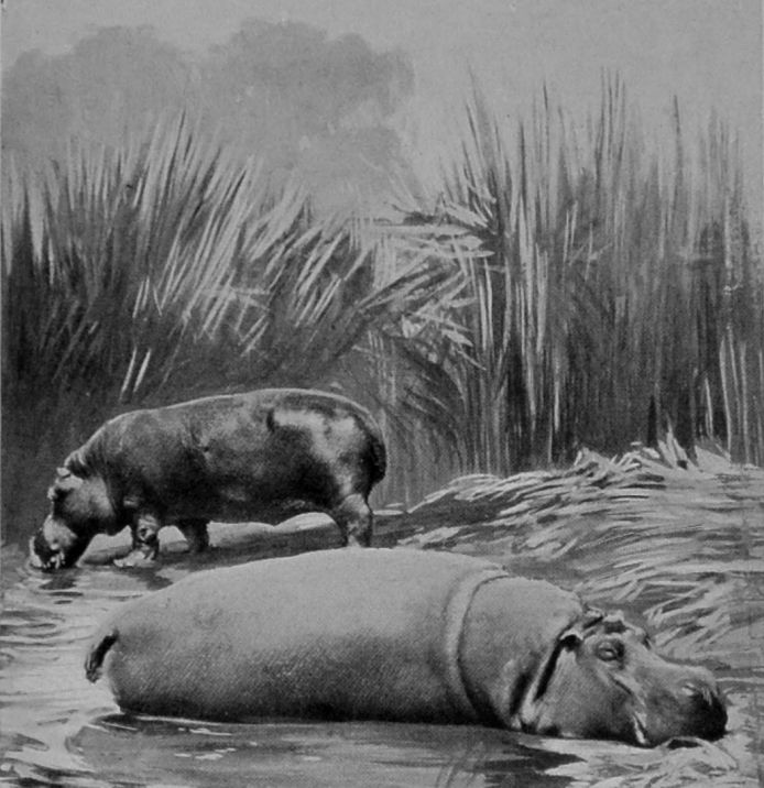 MALE AND FEMALE HIPPOPOTAMUSES.