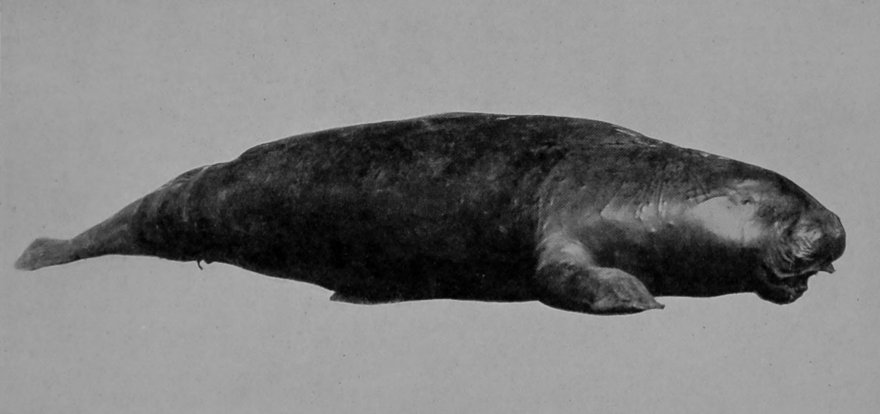 DUGONG.