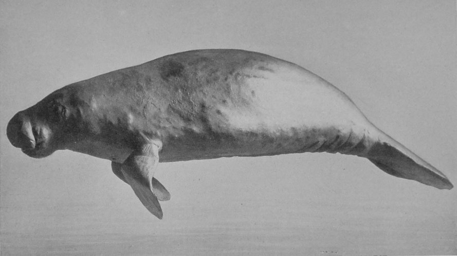 AMERICAN MANATEE.
