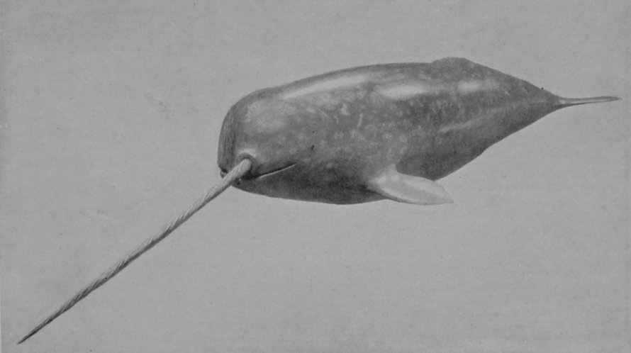 NARWHAL.