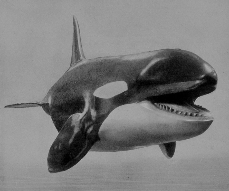 GRAMPUS, OR KILLER.