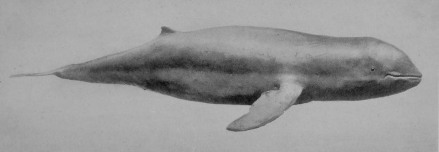 SHORT-BEAKED RIVER-DOLPHIN.