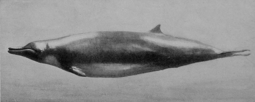 SOWERBY'S BEAKED WHALE.