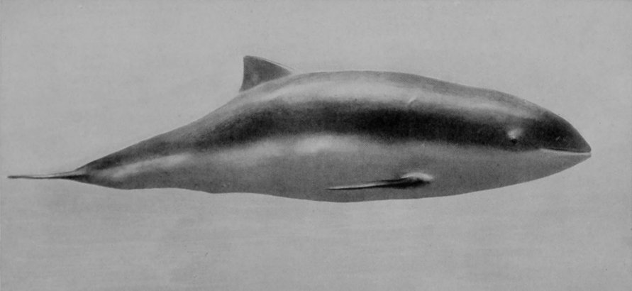 COMMON PORPOISE.