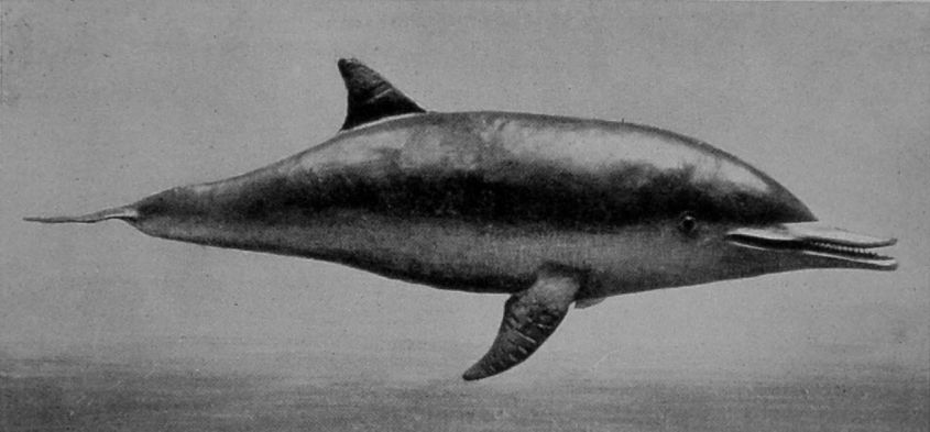 ELLIOTT'S DOLPHIN.