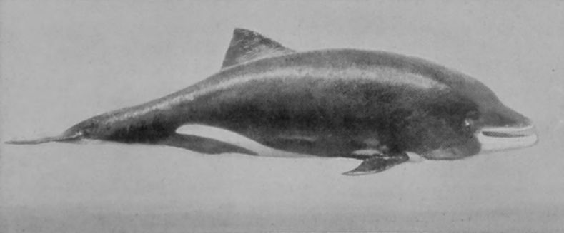 HEAVYSIDE'S DOLPHIN.