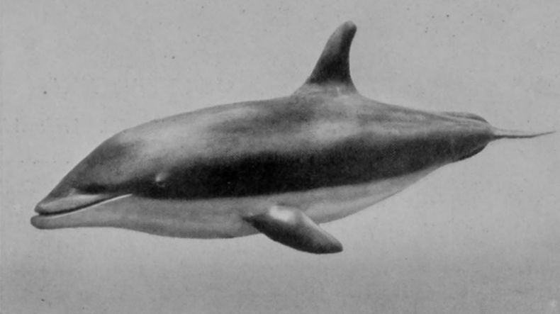 BOTTLE-NOSED DOLPHIN.