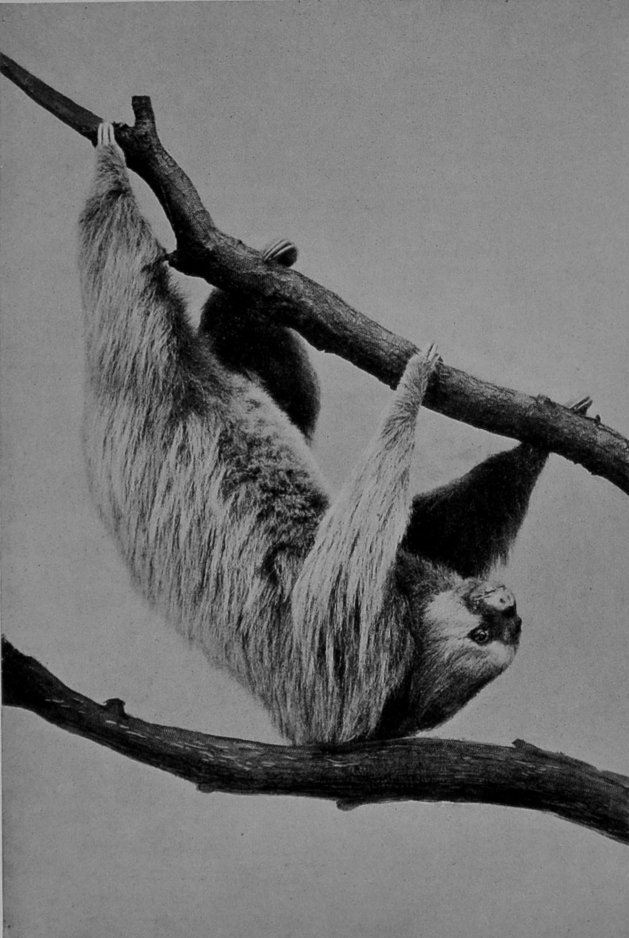 NORTHERN TWO-TOED SLOTH (COSTA RICA).