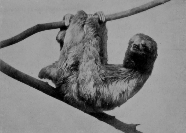 THREE-TOED SLOTH.