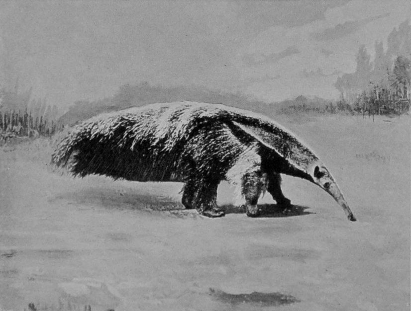 THE GREAT ANT-EATER.