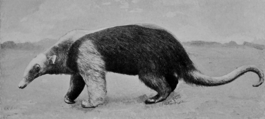 TAMANDUA ANT-EATER.