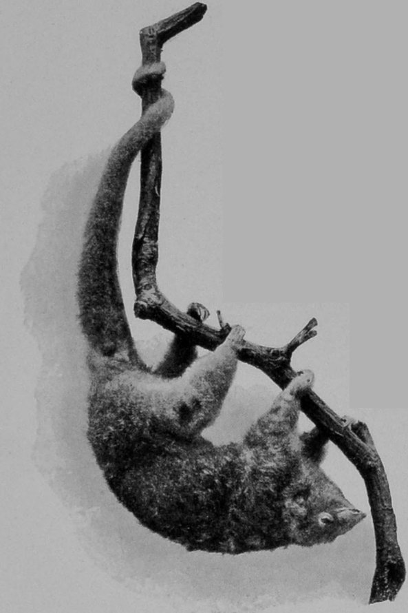 TWO-TOED ANT-EATER.