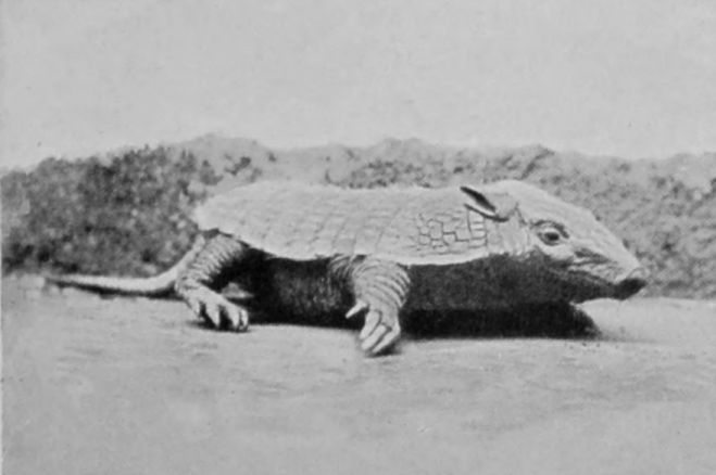 PEBA ARMADILLO.