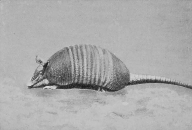KAPPLERS' ARMADILLO.
