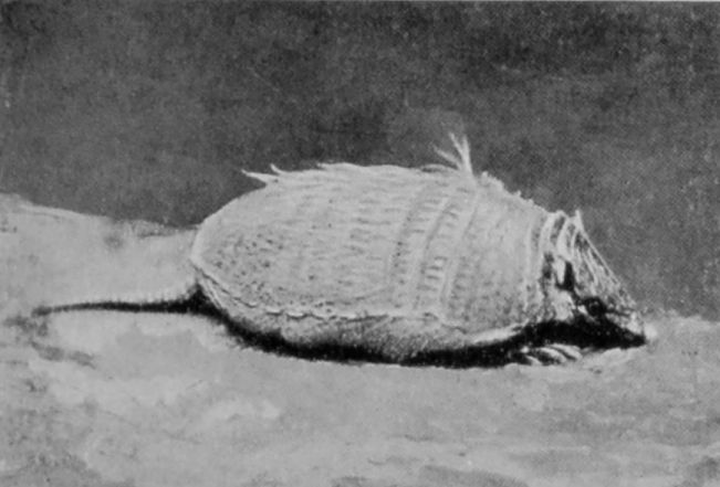 WEASEL-HEADED ARMADILLO.