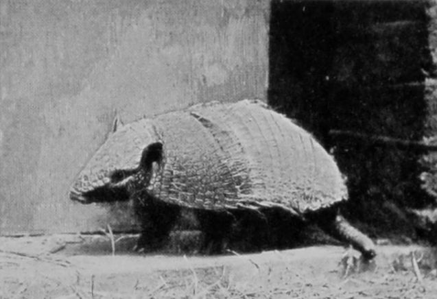 HAIRY-RUMPED ARMADILLO.