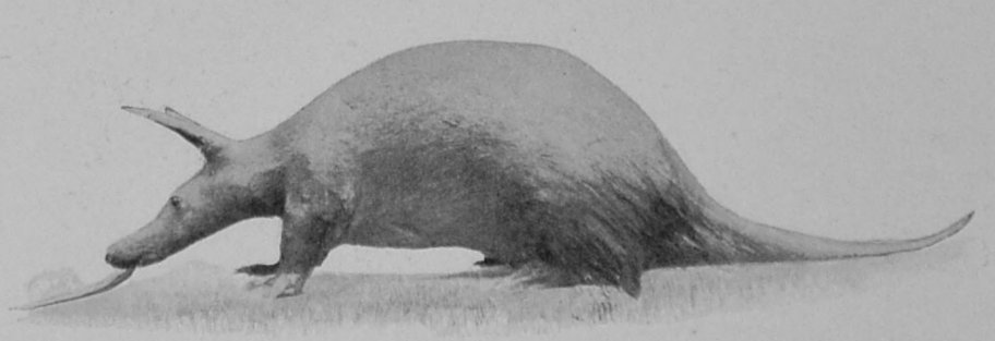 CAPE AARD-VARK.