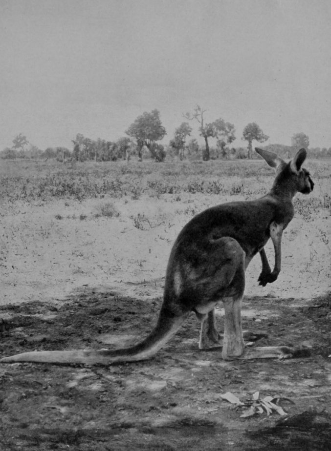 THE GREAT GREY KANGAROO.