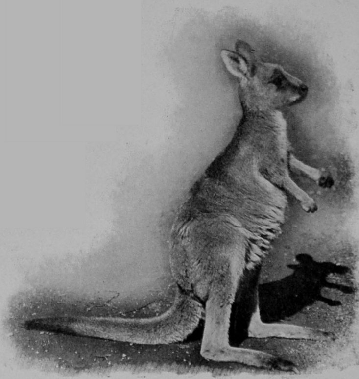 SILVER-GREY KANGAROO.