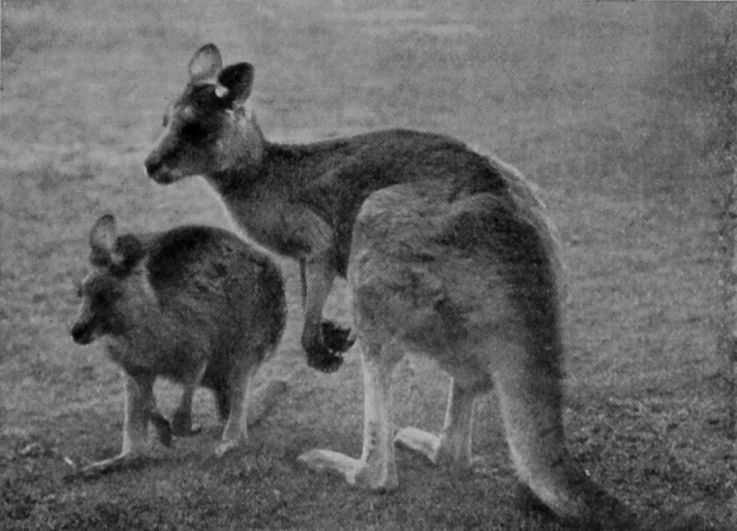 BENNETT'S WALLABY AND THE GREAT GREY     KANGAROO.