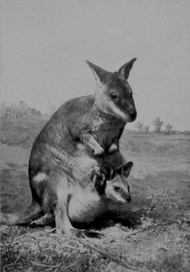 BLACK-STRIPED WALLABY.
