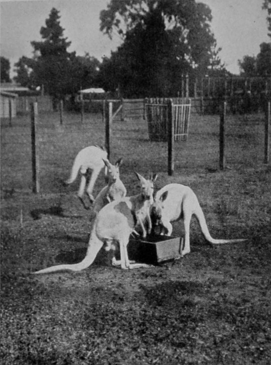 ALBINO RED KANGAROOS.