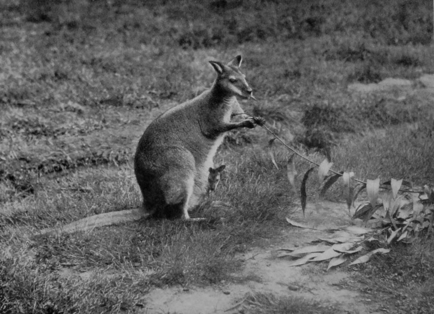TASMANIAN WALLABY.